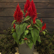 Celosia Seeds – Celosia argentea