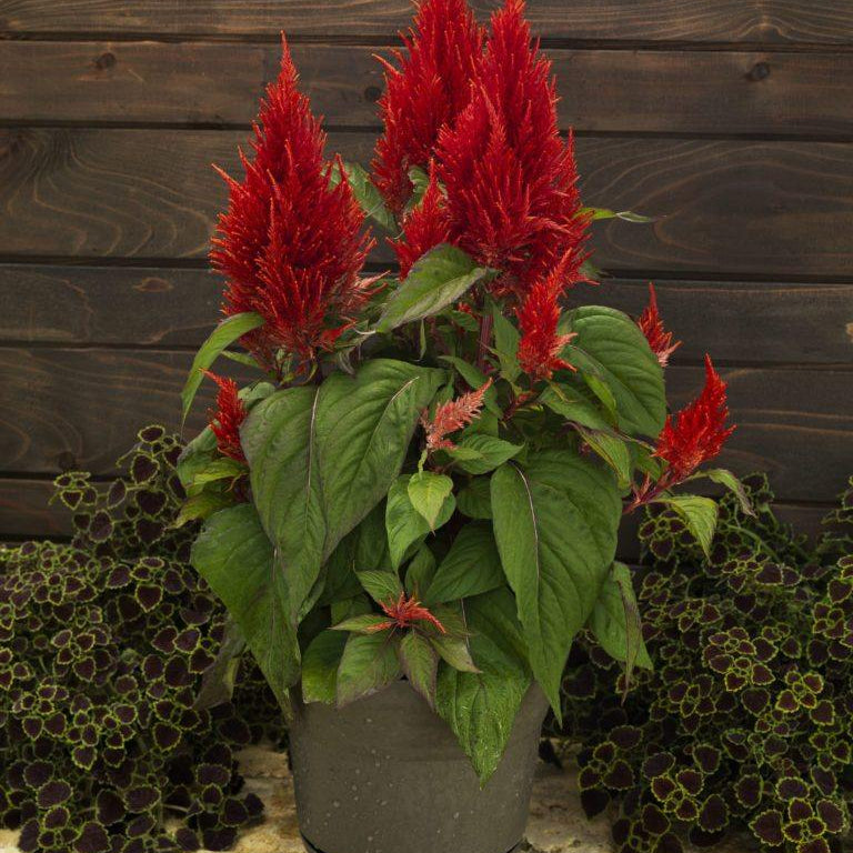 Celosia Seeds – Celosia argentea