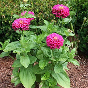 Zinnia Seeds – Zinnia elegans