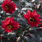 Dahlia Seeds – Dahlia variabilis