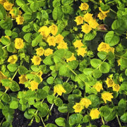 Creeping Jenny Seeds – Lysimachia nummularia