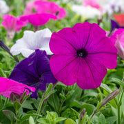 Wave Petunia Seeds – Petunia × hybrida