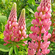 Lupine Seeds – Lupinus polyphyllus