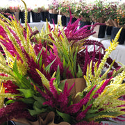 Celosia Seeds – Celosia argentea