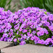 Creeping Phlox Seeds – Phlox subulata