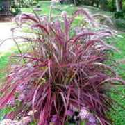 Ornamental Grass Seeds – Poaceae spp.