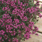 Creeping Thyme Seeds – Thymus serpyllum