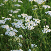 Yarrow Seeds – Achillea millefolium