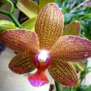Green Brown Phalaenopsis Orchid Seeds