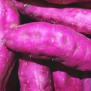 Dark Pink Sweet Potato Seeds