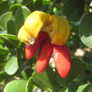 Guaiacum Sanctum Seeds, Lignum Vitae