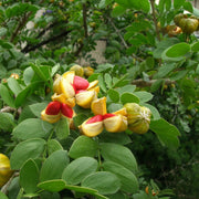 Guaiacum Sanctum Seeds, Lignum Vitae