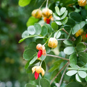 Guaiacum Sanctum Seeds, Lignum Vitae