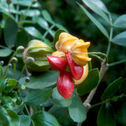 Guaiacum Sanctum Seeds, Lignum Vitae