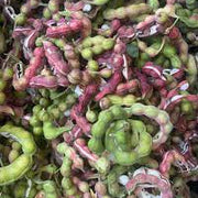 Guamuchil Seeds - for Home Gardens Seeds