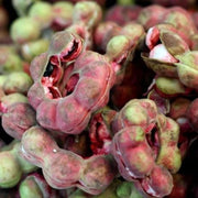 Guamuchil Seeds - for Home Gardens Seeds