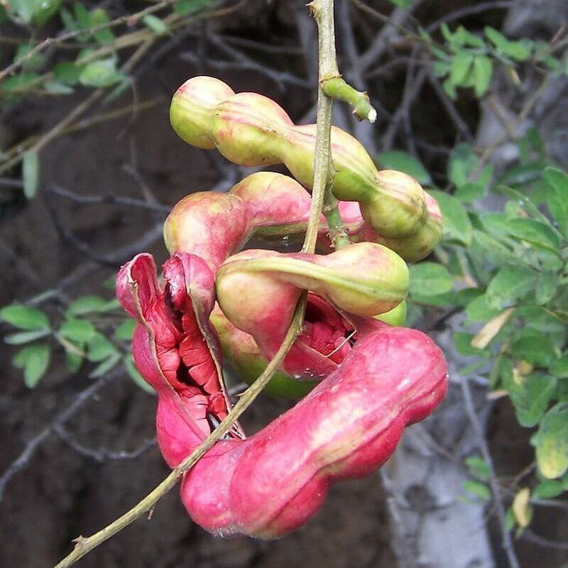 Guamuchil Seeds - for Home Gardens Seeds