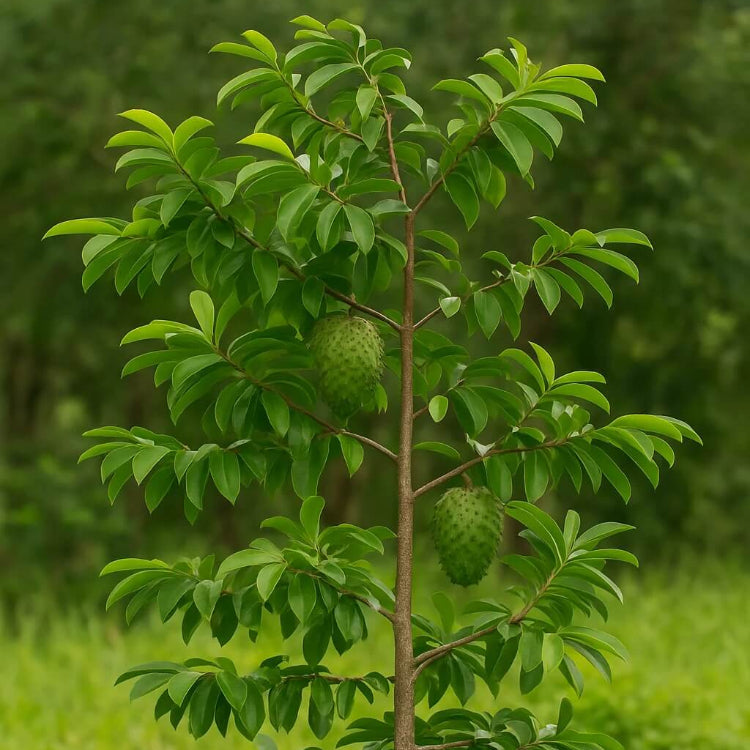 Guanabana Seeds - Fruit Plant For Home gardens
