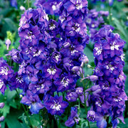 Blue Candle Larkspur Delphinium Seeds