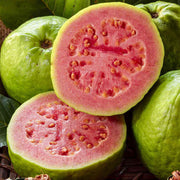 Psidium guajava Guava Seeds
