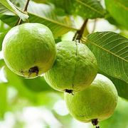 Guava Seeds, Psidium guajava Fruit Seeds