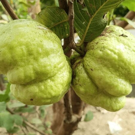 Crystal Guava Seeds