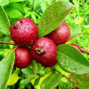 Strawberry Guava Seeds
