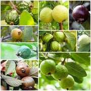 Guava Seeds, Psidium guajava Fruit Seeds