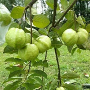 Guava Seeds, Psidium guajava Fruit Seeds