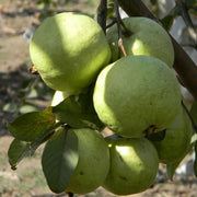 Guava Seeds, Psidium guajava Fruit Seeds