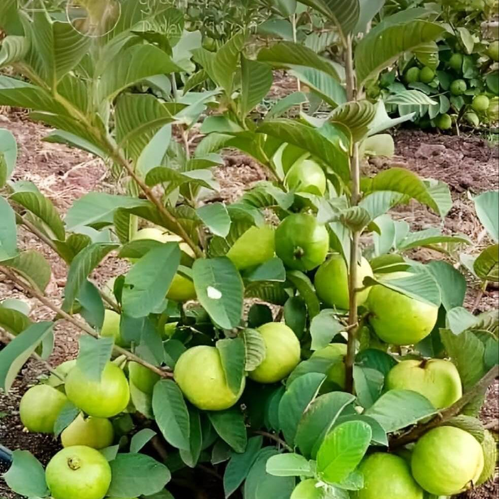 Guava Seeds, Psidium guajava Fruit Seeds