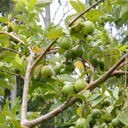Guava Seeds, Psidium guajava Fruit Seeds