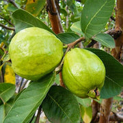 Guava Seeds, Psidium guajava Fruit Seeds