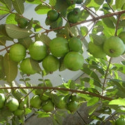 Guava Seeds, Psidium guajava Fruit Seeds