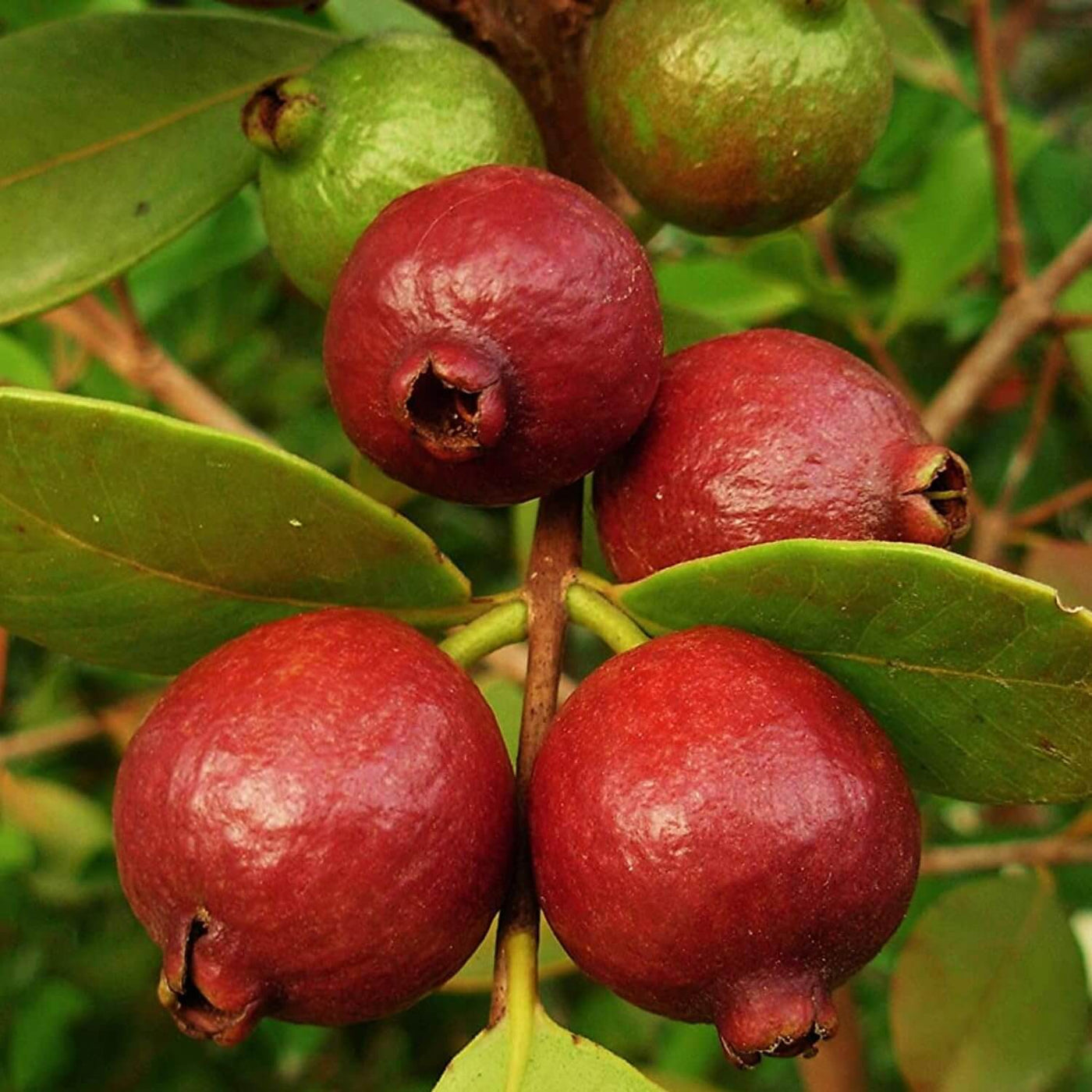 Strawberry Guava Seeds