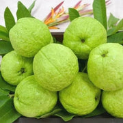 Allahabad Guava Seeds