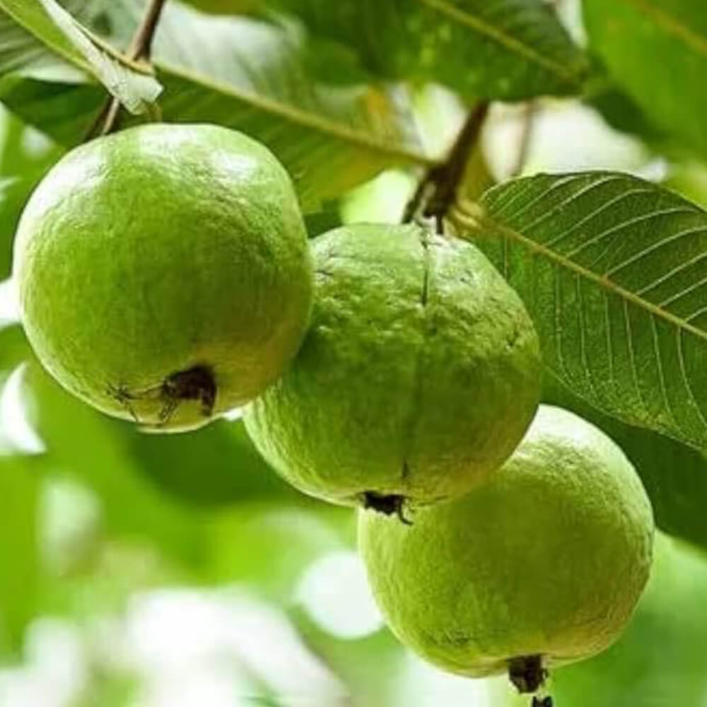 Allahabad Guava Seeds