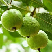Allahabad Guava Seeds