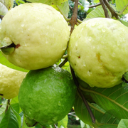 Guava Seeds, Psidium guajava Fruit Seeds