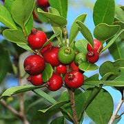 Strawberry Guava Seeds