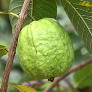 Thai White Guava Seeds