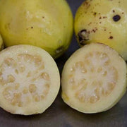 Yellow Mexican Cream Guava Seeds