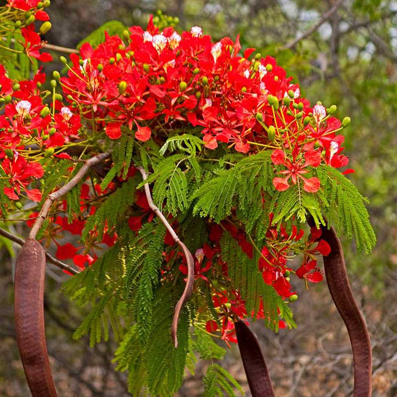 Flame Tree Royal Poinciana Seeds
