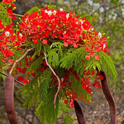 Flame Tree Royal Poinciana Seeds