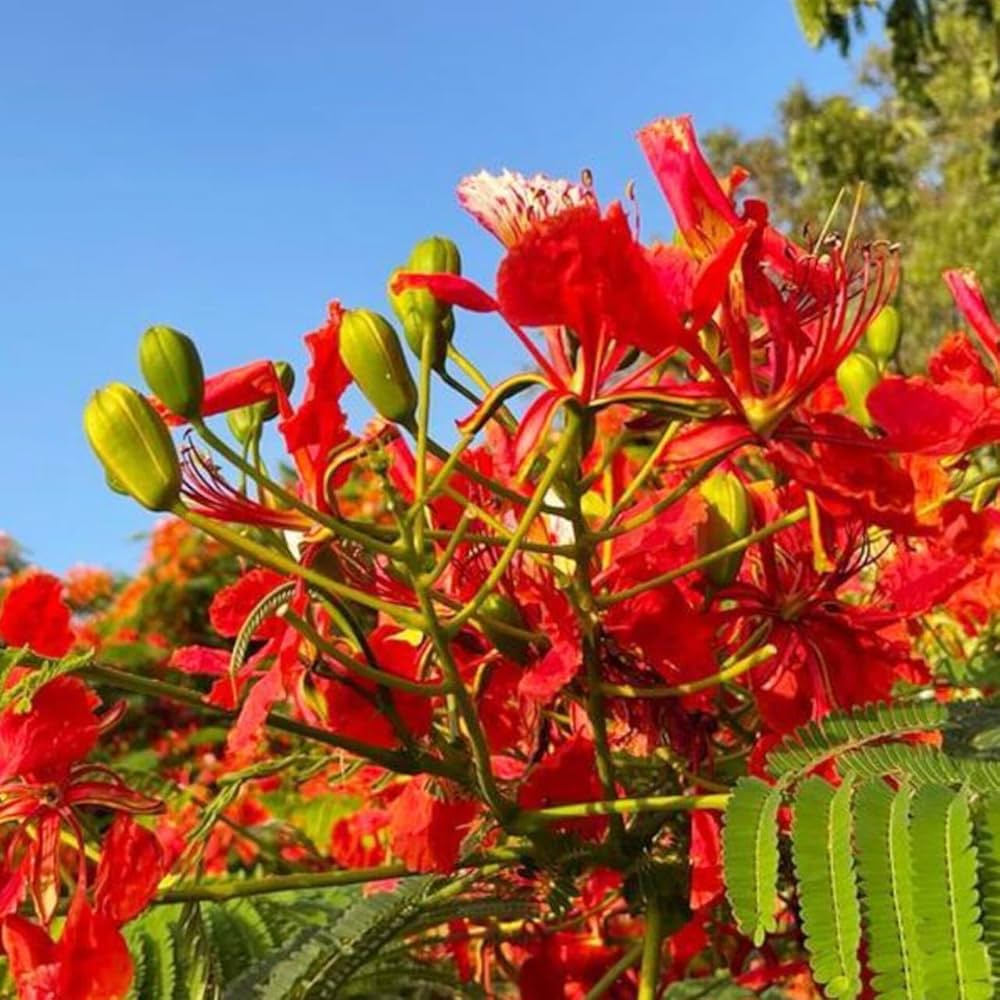 Royal Poinciana Seeds, Delonix regia Flower Seeds