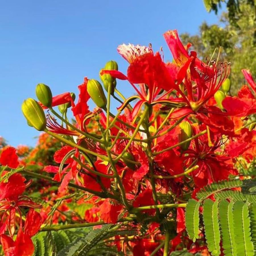 Royal Poinciana Seeds, Delonix regia Flower Seeds