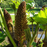 Giant Rhubarb Seeds, Herbal