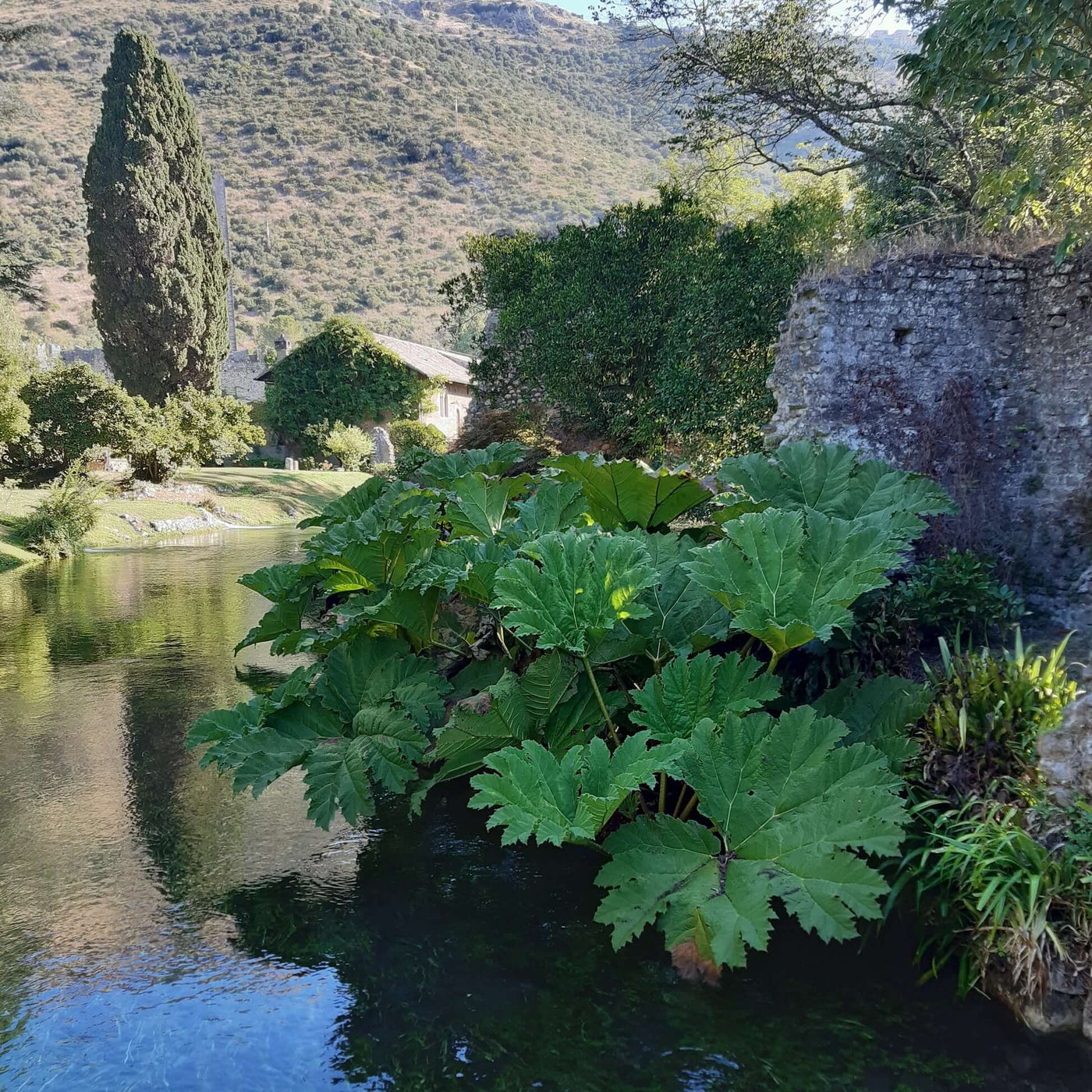 Gunnera Seeds - Flower Plant For Home Gardens