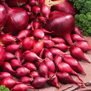 Red Torpedo Onion Seeds