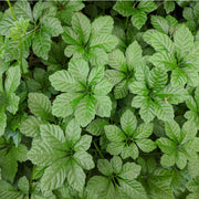 Gynostemma Pentaphyllum Seeds - Herbal Seeds